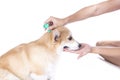 Tick and flea prevention for a corgi dog Royalty Free Stock Photo