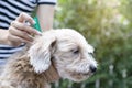 Tick and flea prevention for a dog Royalty Free Stock Photo