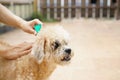 Tick and flea prevention for a dog Royalty Free Stock Photo