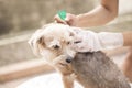 Tick and flea prevention for a dog