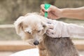 Tick and flea prevention for a dog Royalty Free Stock Photo