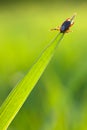 Tick on grass Royalty Free Stock Photo
