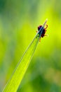 Tick on grass