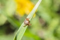 Dermacentor marginatus, Dermacentor reticulatus. tick on the grass, acarus on green grass