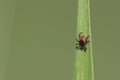 Tick on Grass Blade Royalty Free Stock Photo