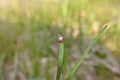 Tick on the grass close-up. Lyme Borreliosis Disease or Encephalitis Virus Infectious. Dermacentor Tick Arachnid Parasite Macro.