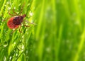 Tick on green grass. Dangerous parasite.