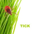 Tick on green grass. Dangerous parasite.