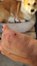 Tick on the hand against the background of a dog. The threat of life to an animal from a tick bite