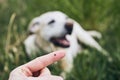 Tick on human finger against dog Royalty Free Stock Photo