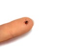 Tick human finger