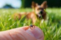 A tick on human finger with a dog lying in the grass. Generative AI. Royalty Free Stock Photo