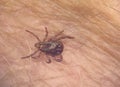 Tick on human hairy skin