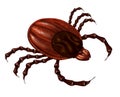 Tick Insect