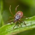 Tick insect on green natural background. Ticks bug are problem for people and pets. Close-up. Generative Ai content.