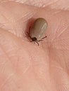 Tick insect in my hand