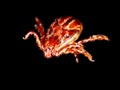Tick isolated on a black background. Insect carrier of diseases Royalty Free Stock Photo