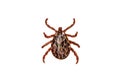 Tick isolated over white background. Tick is the common name for the small arachnids in superfamily Ixodoidea that, along with Royalty Free Stock Photo