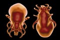 Tick Ixodes, an arthropod responsible for transmission of Lyme disease