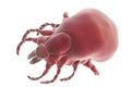 Tick Ixodes, an arthropod responsible for transmission of Lyme disease