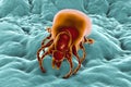 Tick Ixodes, an arthropod responsible for transmission of bacterium Borrelia burgdorferi