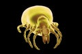 Tick Ixodes, an arthropod responsible for transmission of Lyme disease