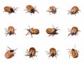 Tick (Ixodes ricinus) close up Royalty Free Stock Photo