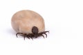 Tick Ixodes ricinus isolated on white Royalty Free Stock Photo