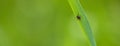 Tick waiting for its victim on a grass blade