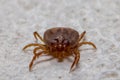 Tick (Ixodidae) in macro photo and has selective focus. Portrait. Royalty Free Stock Photo