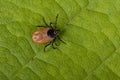 Tick on leaf