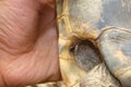 Tick. a male tick on the tortoise, Greek tortoise, turtle.