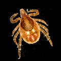 Tick microscope Royalty Free Stock Photo
