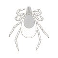 Tick mite insect vector illustration