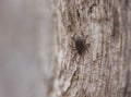 Tick in nature macro Royalty Free Stock Photo