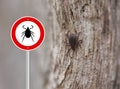 Tick in nature macro Royalty Free Stock Photo