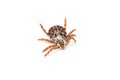 Tick over white background. Tick is the common name for the small arachnids in superfamily Ixodoidea that, along with other mites Royalty Free Stock Photo