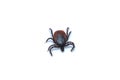 Tick - parasitic arachnid blood-sucking carrier of various diseases