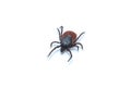 Tick - parasitic arachnid blood-sucking carrier of various diseases