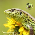 Tick on sand lizard skin