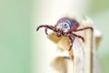 Tick sitting on the top of a dry grass