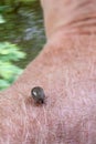 Tick on a skin. Ectoparasite, castor. Royalty Free Stock Photo