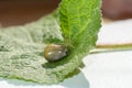 Tick - soaked with blood on a green leaf