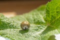 Tick - soaked with blood on a leaf