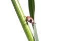 The tick Royalty Free Stock Photo