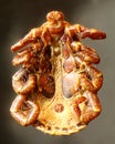 Tick under the microscope Royalty Free Stock Photo
