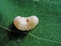 Tick of varroa (Varroa Jacobsoni). Royalty Free Stock Photo