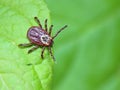 The tick waiting on a green leaf in the forest