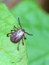 The tick waiting on a green leaf in the forest