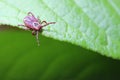 The tick waiting on a green leaf in the forest